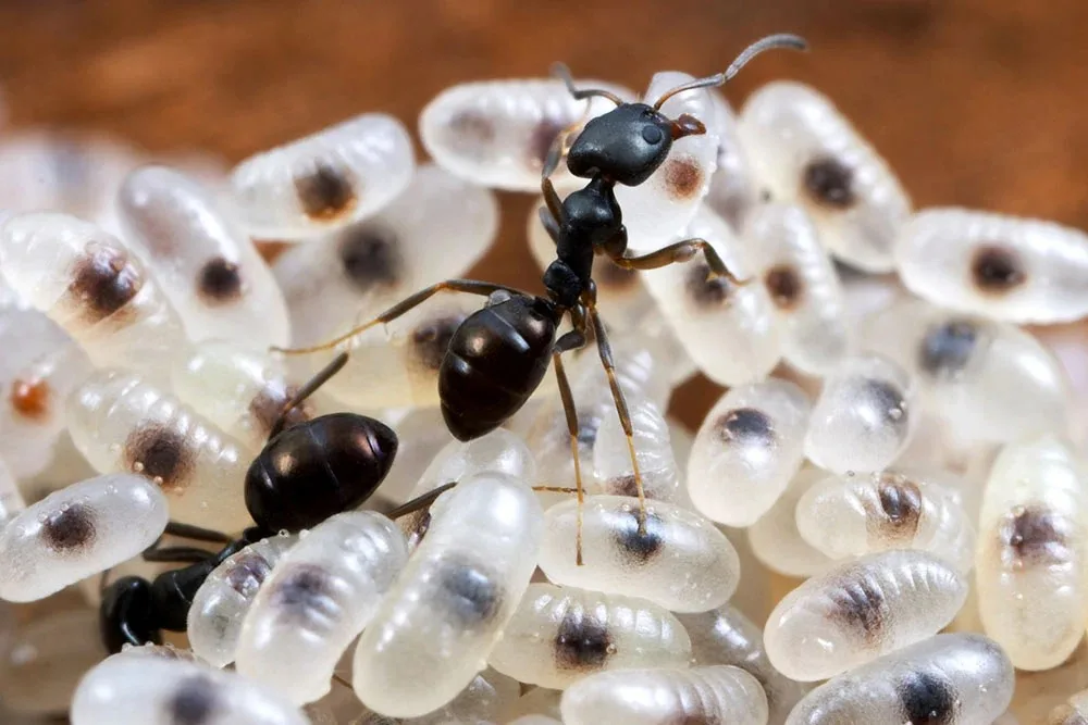 Black house ant