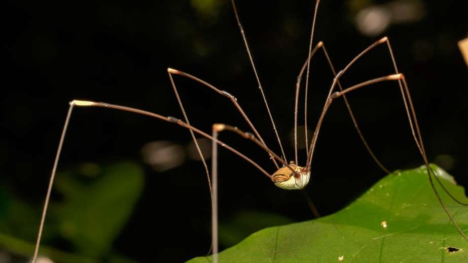 Daddy long legs spider