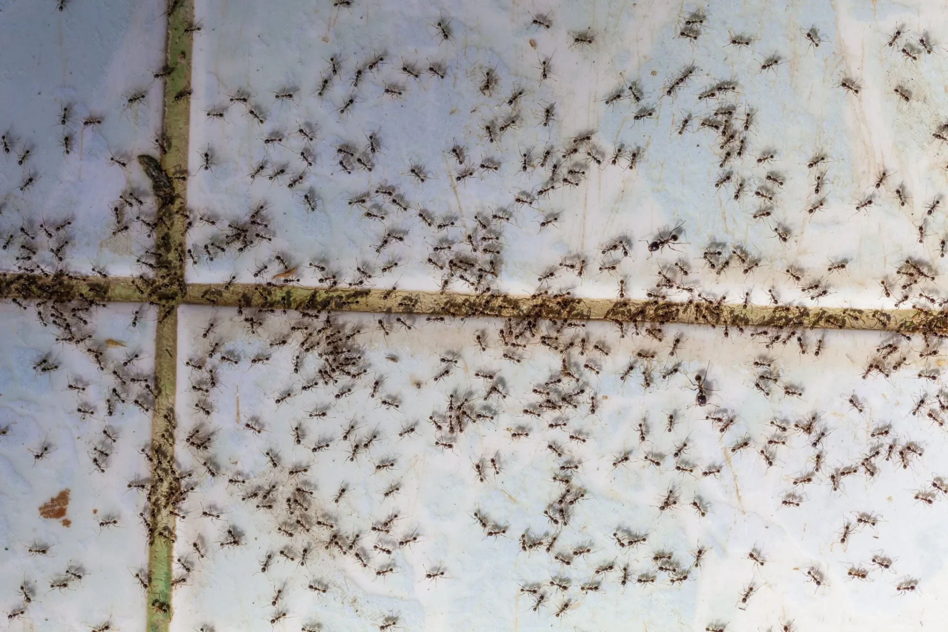 Ant Control