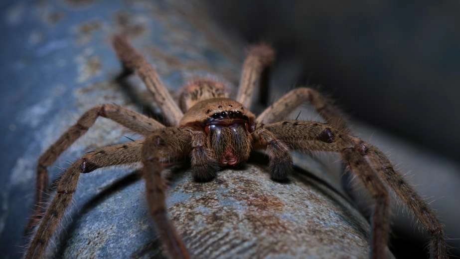 Huntsman spider