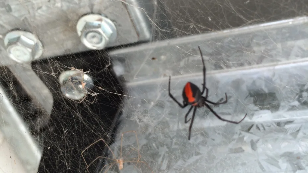 Spider Control
