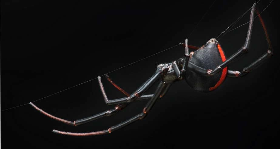 Redback spider