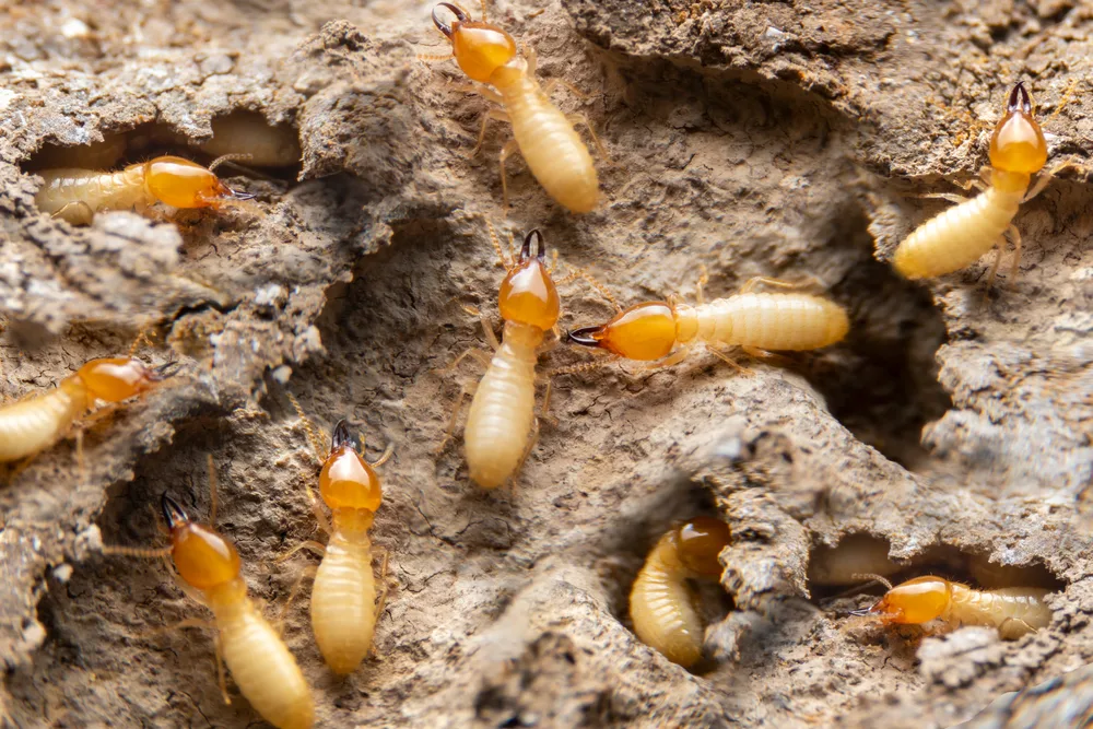 Active termites searching for food