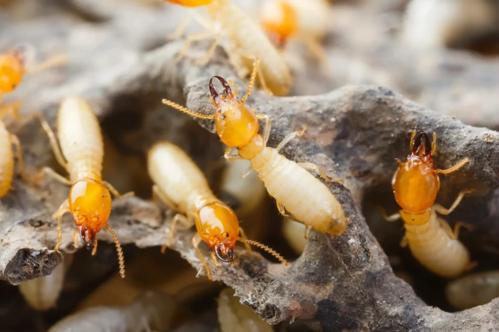 White ants in timber