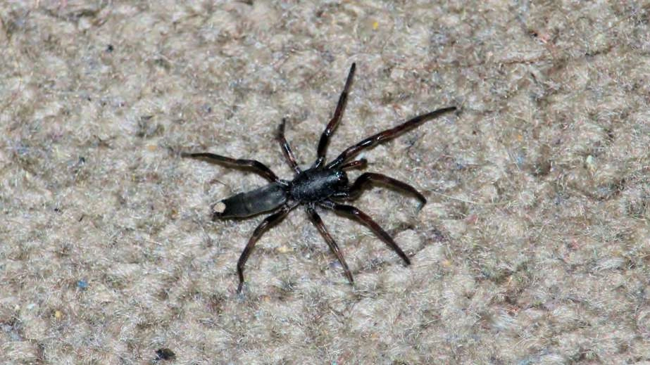 White-tailed spider